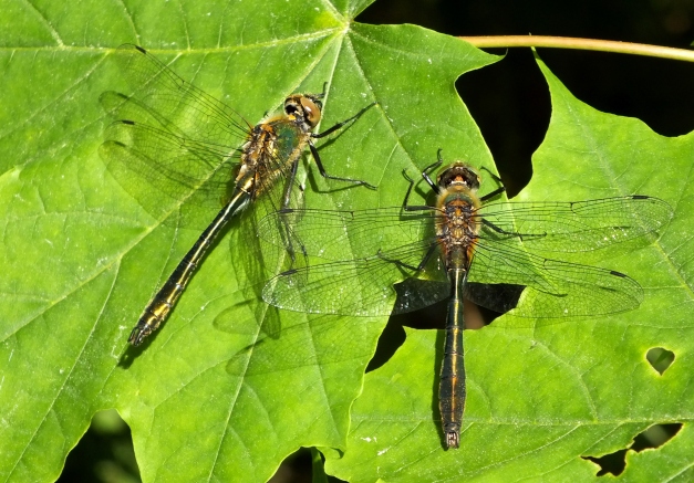 Dwa samce, odpoczywające obok siebie na liściu.
